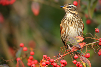 A redwing perched on a berry-laden branch