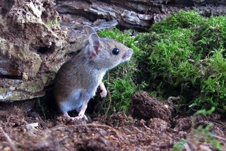 House mouse | The Wildlife Trusts