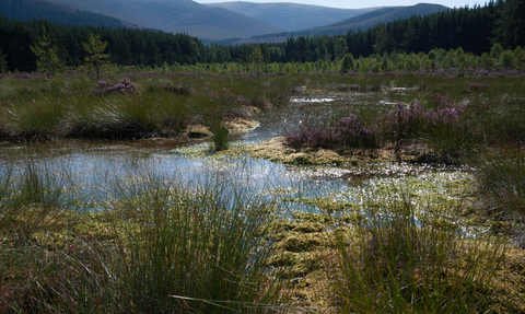 Blanket bog