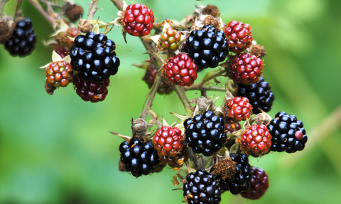 Foraging for Brambleberries • Insteading