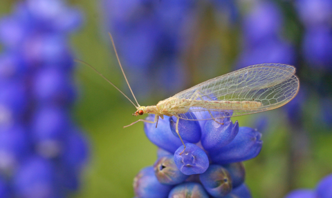 Desirable but delicate, lacewings are your garden's friend