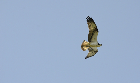 osprey