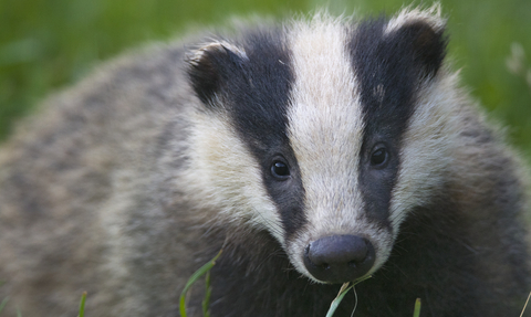 European badger - Bertie Gregory/2020VISION