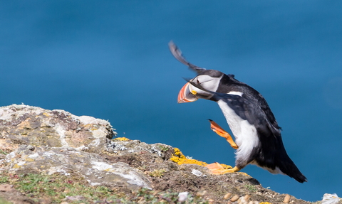 Puffin Bills Glow