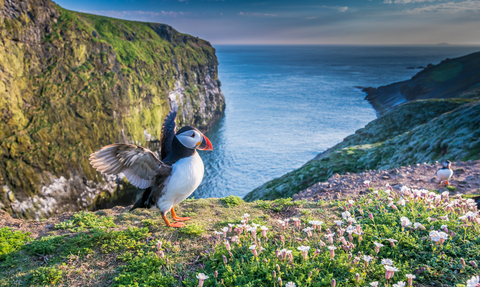 Puffin on Skomer Island, managed by WTSWW