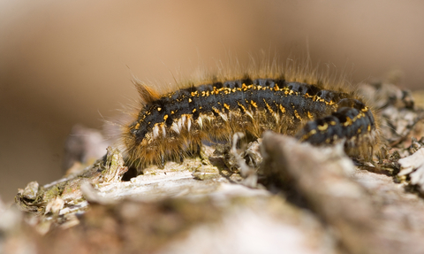 moth caterpillar identification