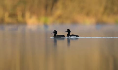 diver ducks in water