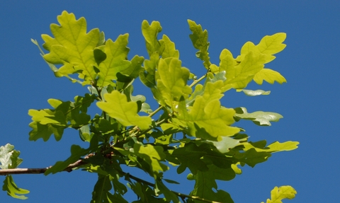 Oak Leaf