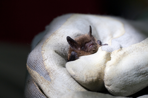 Brandt's bat | The Wildlife Trusts