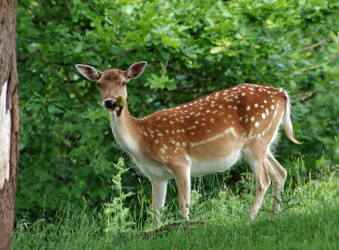 FAWN FALLOW DEER IN WOODLAND, A Couple Of Deer Standing On, 47% OFF