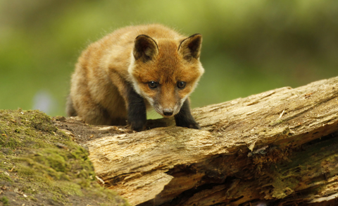 petz 5 red fox breed