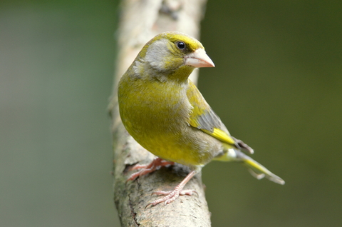 finch bird green