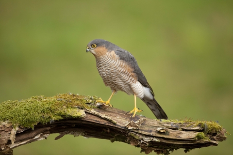 sparrowhawk food