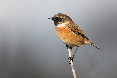 Stonechat | The Wildlife Trusts