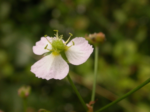 Water Plantain The Wildlife Trusts   Common Water Plantain%2C Derbyshire%2C Philip Precey.JPG