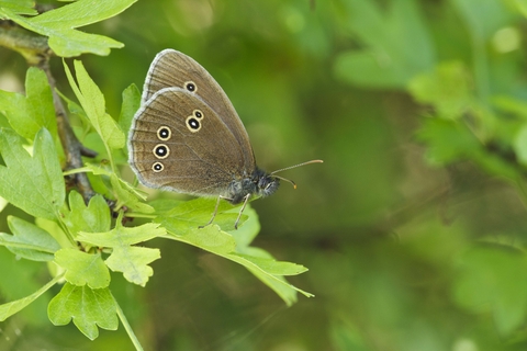 Ringlet | The Wildlife Trusts