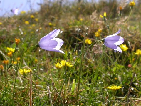 Five easy-to-dry flowers — Harebell & Bee