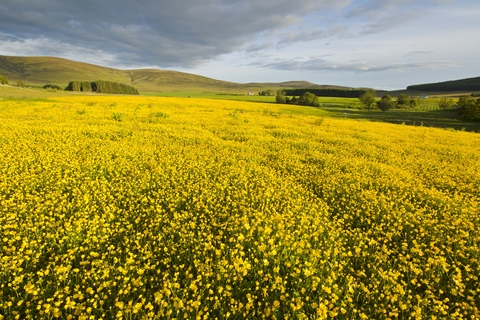 Creeping buttercup deals