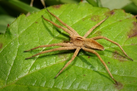 Nursery Web & Fishing Spiders - North American Insects & Spiders