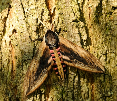 Privet Hawk-moth  Butterfly Conservation