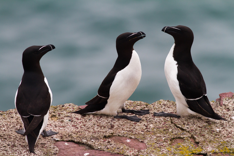 Razorbill | The Wildlife Trusts