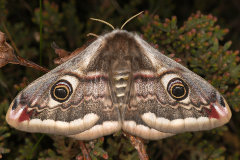giant fluffy moth