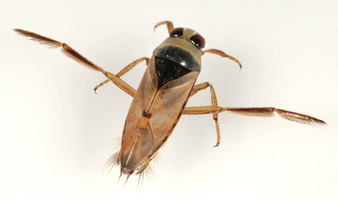 Common backswimmer | The Wildlife Trusts