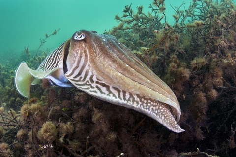 Sepia officinalis, Common cuttlefish : fisheries