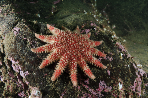 Common sunstar | The Wildlife Trusts