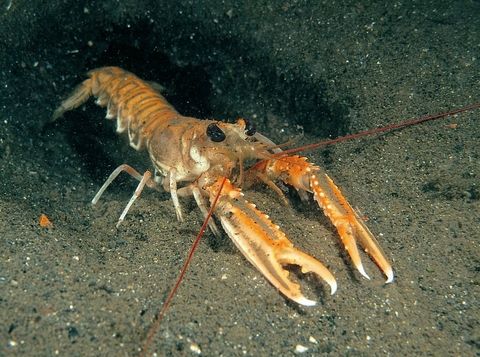 scampi fish