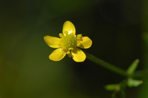 Badgeworth buttercup | The Wildlife Trusts