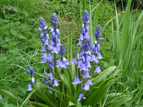 English bluebells deals