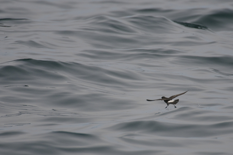 Storm Petrel | The Wildlife Trusts