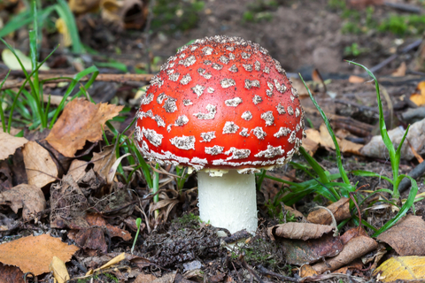 Fly agaric | The Wildlife Trusts