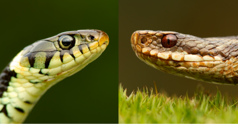 Identify UK Snakes | The Wildlife Trusts