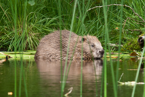 Mature Beaver Pics