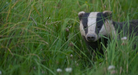 Government Approves Badger Culling To 2026 And Ignores Public ...