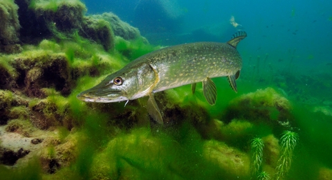 Freshwater fish | The Wildlife Trusts