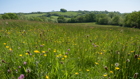 Grassland Habitats