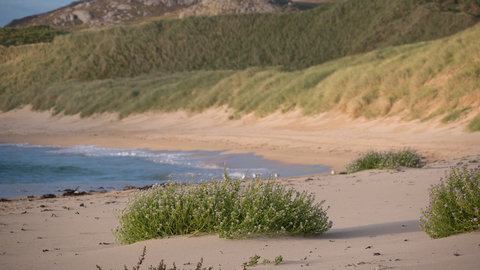 The Importance of Sand Dunes 