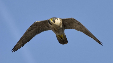 peregrine falcon speed in kilometers