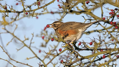 Redwing | The Wildlife Trusts