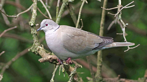 collared dove food