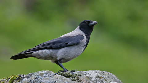 Hooded crow | The Wildlife Trusts