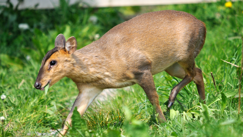 Muntjac deer | The Wildlife Trusts