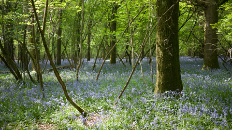 Woodland The Wildlife Trusts