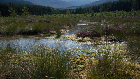 Blanket bog | The Wildlife Trusts