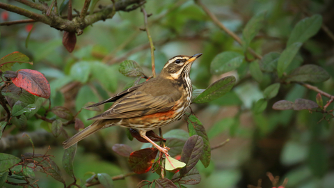 Redwing | The Wildlife Trusts