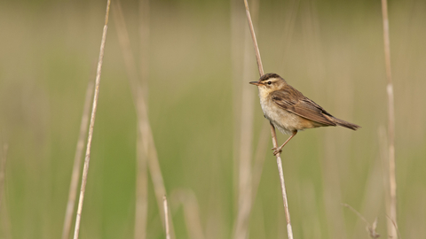 Sedge warbler | The Wildlife Trusts