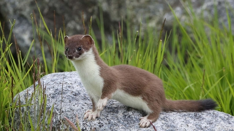 Stoat%20%28c%29%20Margaret%20Holland.webp